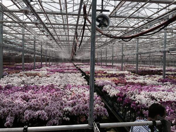 #Amerika, de consument is hier al veel meer gewend aan het rijp leveren van Orchideeën. Goed voor een lang vaasleven.