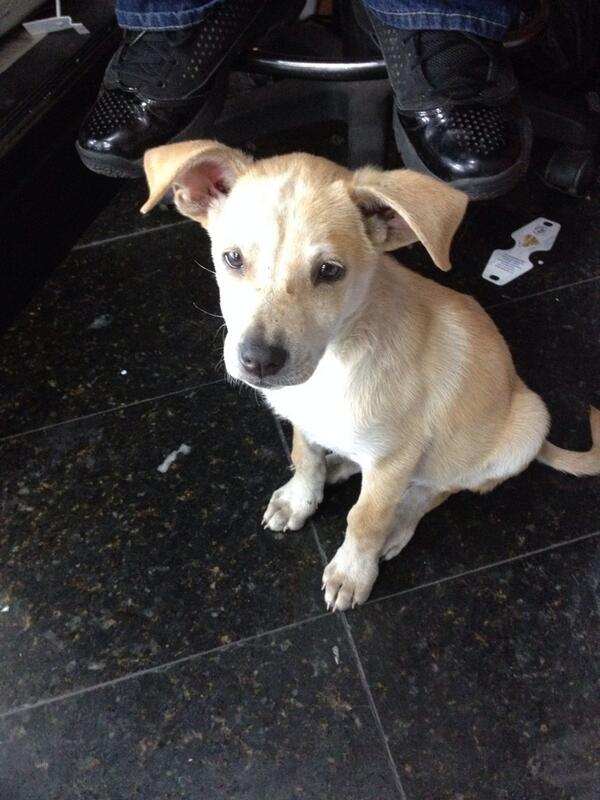MASCOTASDECALLE's tweet photo. Saby cachorrita de 4 meses, brindale una oportunidad, ella no conoce una noche en familia. Anímate Adóptala #Ccs http://t.co/9Mgwc26SJY