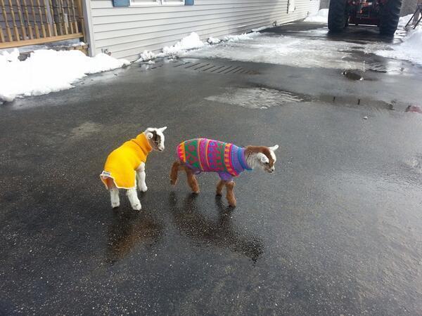 azeenelizabeth's tweet photo. @Michellepk_94 @miilkkk: Two little goats in coats http://t.co/jkMm69WJG8