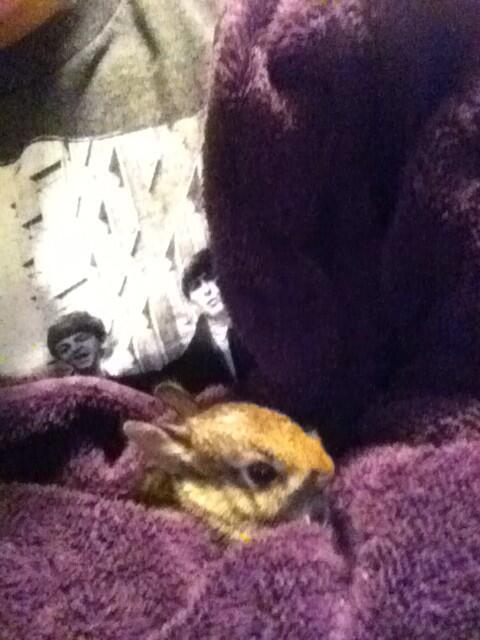CadeWygal's tweet photo. Fluffy 😬 @HHSSingers @shania_vball521 @WinkSadie http://t.co/H9TXm9VJH8