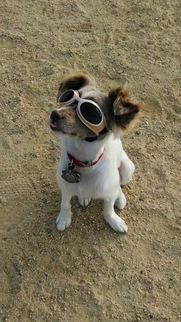 raphpuppy's tweet image. Rockin' a Summertime look at the dog park.