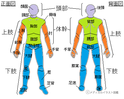 医療つぶやきったー 解剖学 人体には各部位に名前が付いています 覚えておくと便利でしょう Http T Co Vrzian7lts Twitter