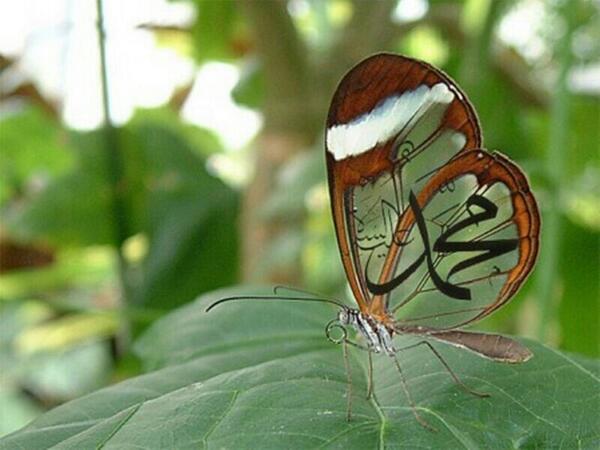 UkhtyDhiah's tweet photo. http://t.co/ZdJsRjNbFT http://t.co/gKI01CdUT1