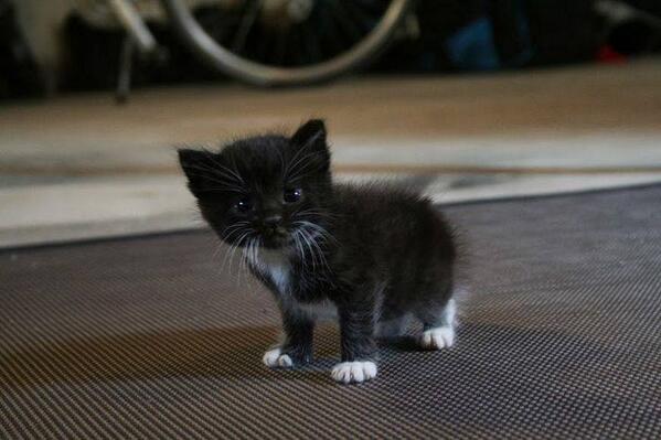 5starportugal's tweet image. 'i is cute'  ow.ly/vANce