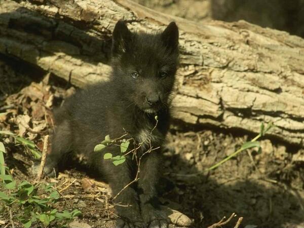 CreedShifter's tweet photo. @SydneyShifter *Manages to shift* http://t.co/3AxJpAWYn1