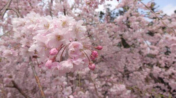 91nt's tweet photo. みんな新学期がんばってねー♡
新しい出会いを大切にp(^_^)q http://t.co/Adn1ULlCfU