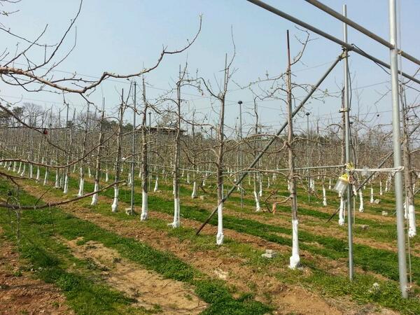 maxxiimum's tweet photo. 탁~ 트인 사과밭.  일정비용을 내면  나무에 이름을 달고 주말 농장 형태로도 운영 한다고 합니다.
전 한번 해보고 싶은 생각이 들더군요 ~ http://t.co/0K8ZoSGZ0a