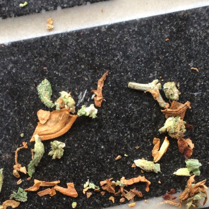 I used tiny bits of weed &amp; tobacco to make a turtle demon warrior vs. medieval zombie showdown. And I<a href="/tag/weareportadelaide"class="tags"><span>#weareportadelaide</span></a>