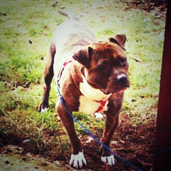 TonyJrDaGoeR's tweet photo. My best friend #Brazy http://t.co/C2wxVQxf6N