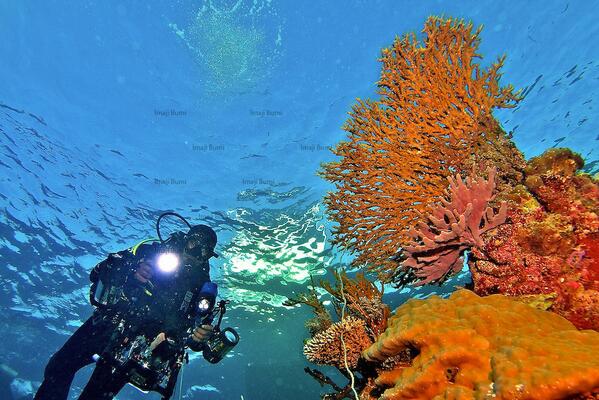 the_monxx's tweet image. "@Dive_ID: #Underwater view #TakaBonerate. Pic from cdn.c.photoshelter.com/img-get2/I0000… by imajibumi #DiveTalk #DiveDestination http://t.co/cCr453puzp"