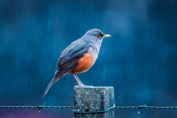 Gabriele_Corno's tweet image. The Wall by Ivan Cesar Gevaerd #blue #rain #bird