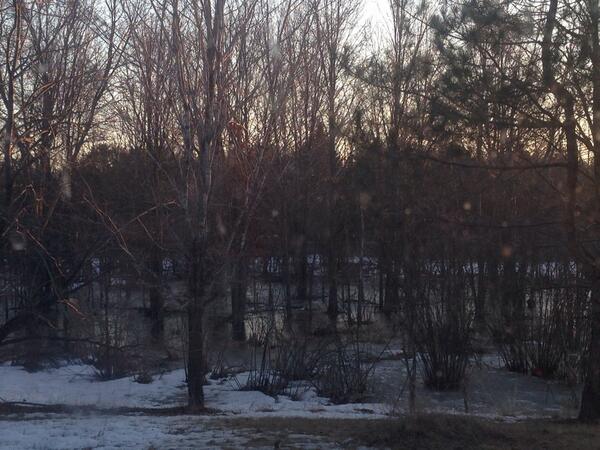 SwampPeople's tweet photo. Share your pic of swamp becoming spring! RT @thosedamndivas: Melting swamp #swamppeople #iliveinaswamp #crocodiles 🐊 http://t.co/Wo0Q6knzGD