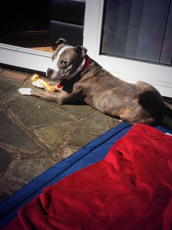 Sammy_Woodo3's tweet image. Looking after this pooch for abit  🐶 #Bailey #sunbathing #newchew @JosephVines