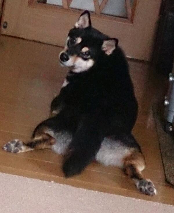 柴犬癒し画像 Shiba Inu Shibainu Loved Twitter