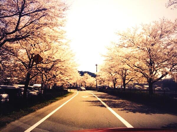natyumi623's tweet photo. 庄原はさくら満開！！！！！ http://t.co/EvZn0cjWRO