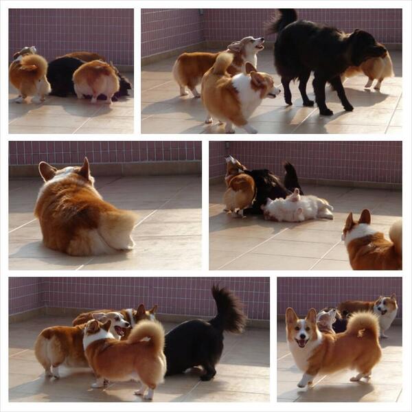 calvinwegerie's tweet image. Fave fun! @OhMyCorgi @TheDailyCorgi @CorgiParty7 @Corgi_Central @CorgiNation @CorgiDomino @twinkiepup @TroyCorgi