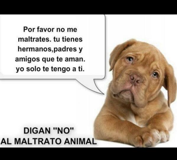 BulldogsLCali's tweet photo. Abril del mes contra el maltrato animal apoyemos todos de alguna manera esta campaña, hablemos y luchemos por ellos http://t.co/XyK2TCE2Kg