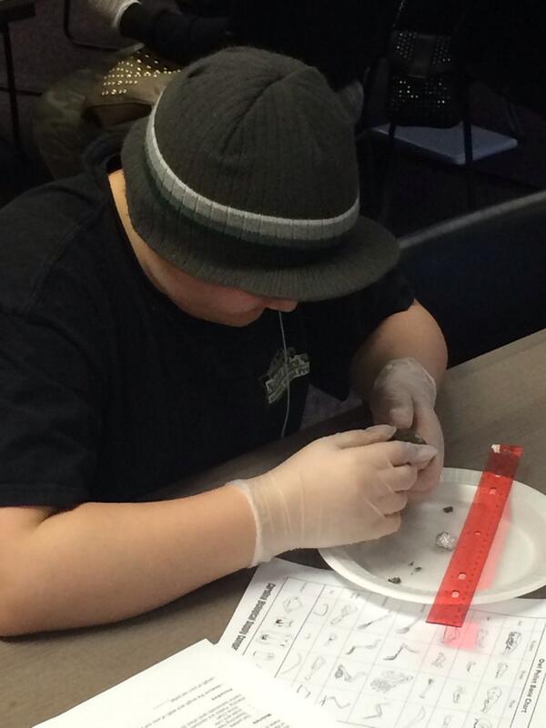 WayAcademyFlint's tweet photo. science projects! #owlpellets http://t.co/imGYI7Xgft
