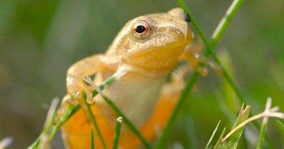 US_Parks's tweet image. RT “@HinterlandWhosW: Soon enough, we'll hear #springpeepers sing at night! What's you favourite sign of #spring? http://t.co/KUyvtxz2DG”