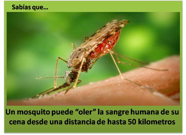 maxcontrolmore's tweet image. Lo que no sabias de los mosquitos