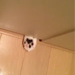 トイレで用を足していたら、ドアの隙間から手が出てきた!