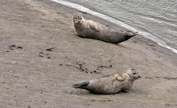 DPDenbNews's tweet image. These 2 seals that I've decided to name Sammy and Cyril have been spotted at Rhyl Harbour today. Have you seen them?