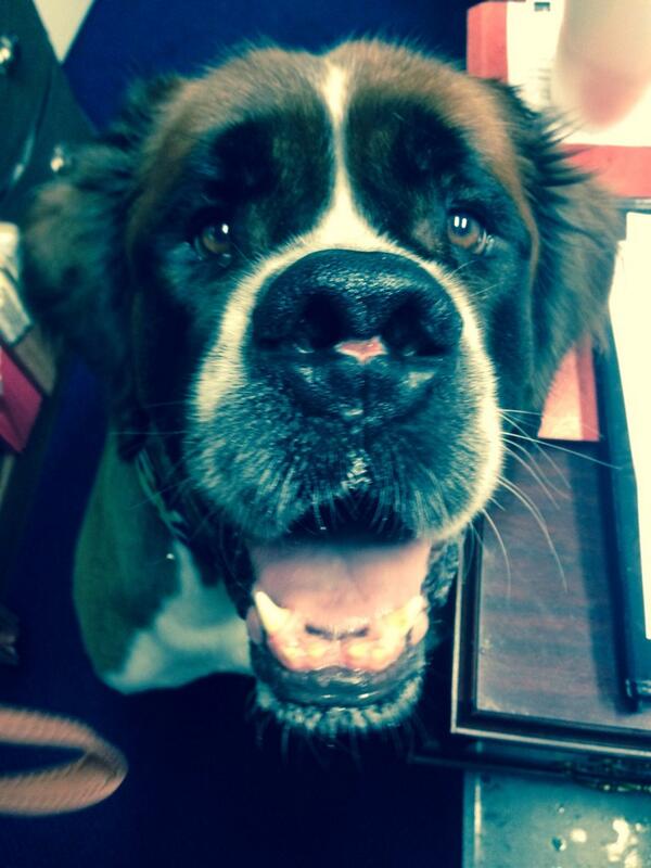 Employee of the week goes to <a href="/CoolPawLuke/">Cool Paw Luke</a> #hardworker #saintbernard CC: <a href="/AGPamBondi/">Attorney General Pamela Bondi</a>