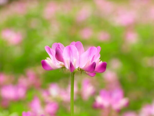 「制限は全くないのだ」ということが、わたしの言葉で言えば真実に近いです。「あなたは創造主の反映である」ということです。（バシャール）