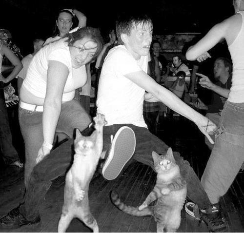 CatLibArmy's tweet photo. Cat Fest is on the Horizon. http://t.co/lXm5K7Dd8x