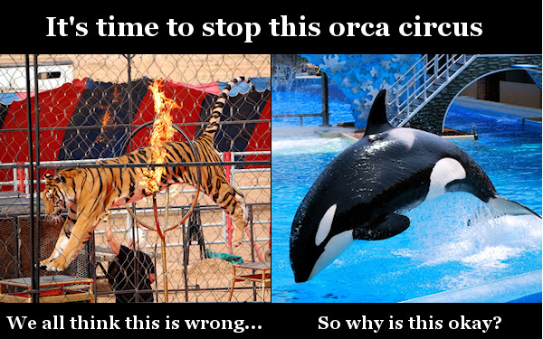 Orca S※O※S tweet media