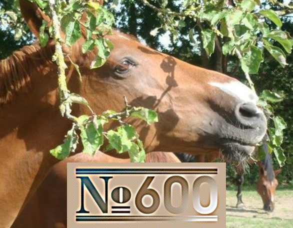 FriendsOfLyne's tweet photo. 600 "Likes"!!! Thank you for sharing &amp; posting with us! Twitter @FriendsOfLyne LinkedIn FriendsOfLyneHorseRescue http://t.co/fRRzZg9zIL