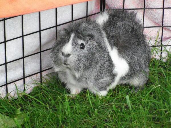 Gandalf on Twitter: "Fuzzular pantaloons. http://t.co  