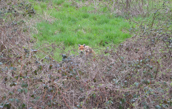 Fox in brambles #SaveMHGreenbelt #MilHill