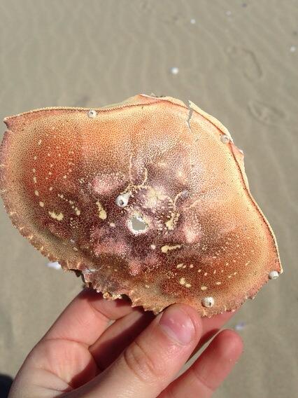 Mr8tBit's tweet image. #crabshell