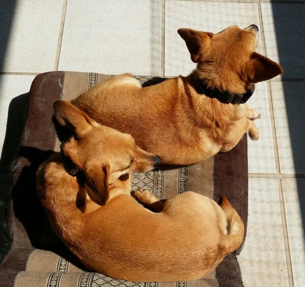 Pahhh... nun liegen beide <a href="/DieNudlis/">DieNudlis</a>  auf meiner Liege. Was soll das? *unschnurrigguck*