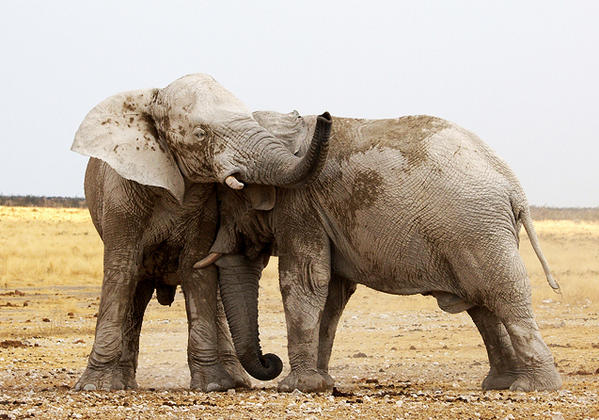 fotochallengeNL's tweet photo. Gentle giants in the Etosha National Park. #namibia #etosha http://t.co/e8pnp1ZeuU