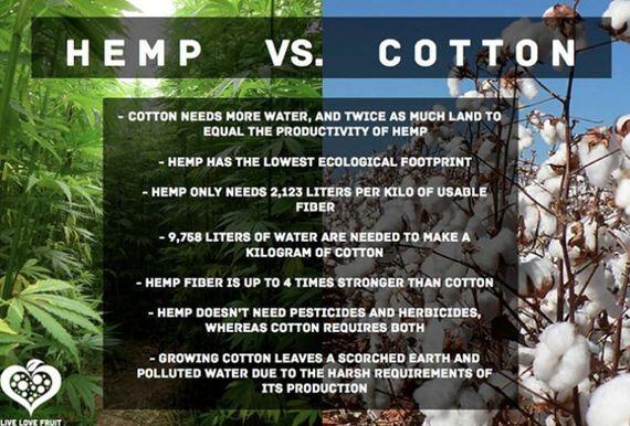 Hemp VS Cotton #pictweed