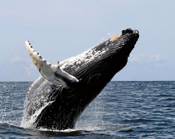 El Día de la #Tierra es todos los días del año. ¡Celebrémoslo luchando por el medio ambiente!