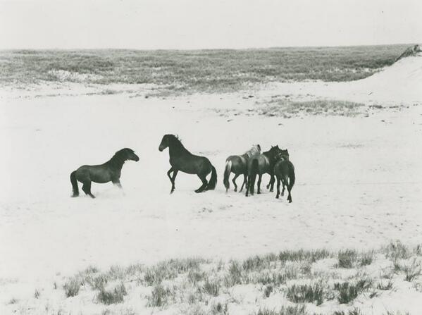 Happy Earth Day from Sable Island
