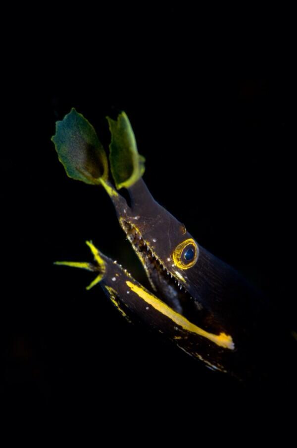 Dive_ID's tweet image. anterior nostril #RibbonEel.
Pic by: Jeff Mullins from jaydeepsealife.tumblr.com/post/308067227…
#FishID #DiveTalk