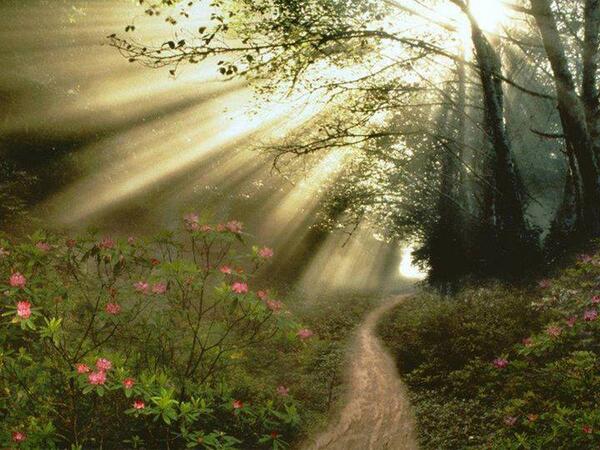 Spring Light @ Olympic National Park, Washington State #sunrays #azalea #nature #Path