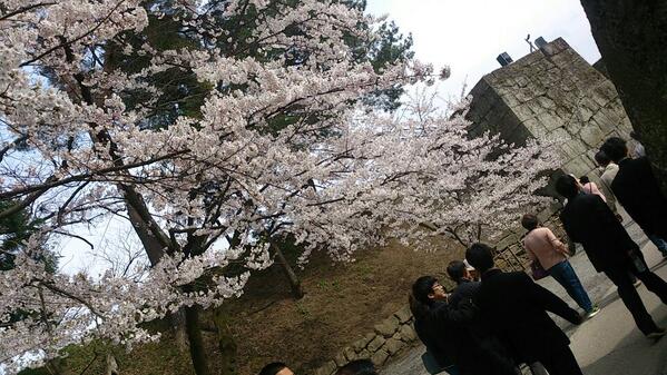 BLACKBULLET93's tweet photo. 会津鶴ヶ城   の桜 http://t.co/K1jTuCzYpt