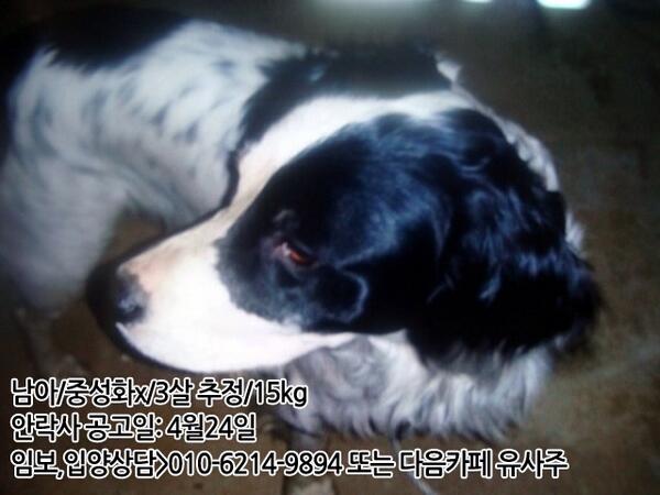 WithDog07's tweet image. 3살 대형견 남아가 가족을 찾습니다. 큰 아이라 눈에도 잘 띄었을텐데 견주분이 아직 못찾으셨나봅니다..안락사 공고기한이 끝나갑니다.많은 분들이 볼 수 있게 RT부탁드립니다!임보,입양상담&amp;gt;010-6214-9894