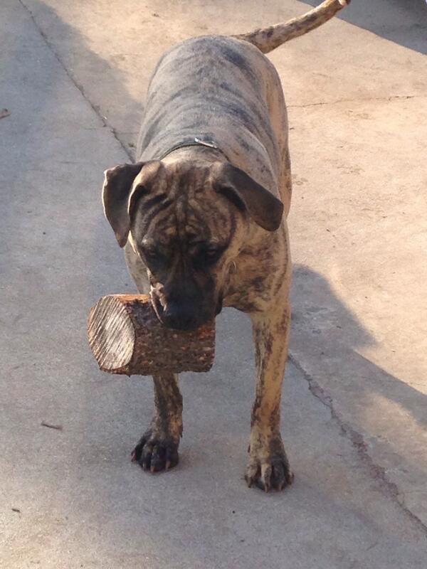 lacher320's tweet image. @CBS2ThisMorning @AlexDenisTV   #Rosco #Recyclingpuppy