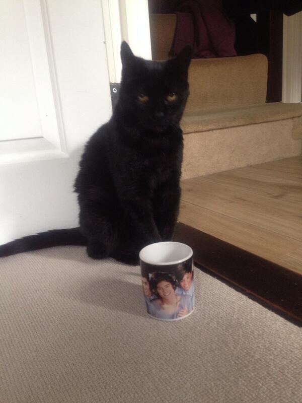 <a href="/MYSADCAT/">WHY MY CAT IS SAD</a> My cat is sad because she doesn't light up Harry's world like nobody else