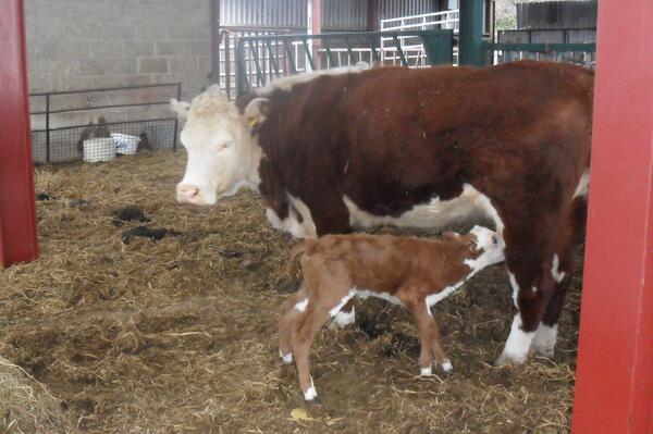 Model Farm Shop tweet media