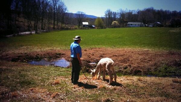 Pacaberry Farm tweet media