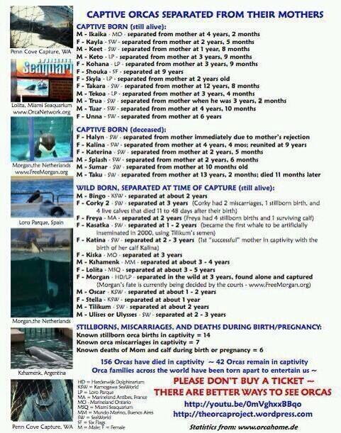 docjback's tweet photo. @SeaWorld ...Dummys. The Internet exists. @joerogan @duncantrussell @_J_Squared http://t.co/Pg4HYFetHG