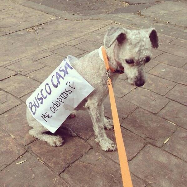 brunoceronte's tweet photo. Ayuden a mis amigas a encontrarle casa a este bello ser@AdoptaMx @adoptaunperrit0 @RescateAnimal #adoptaunperro RT http://t.co/LGzxi0rZrJ