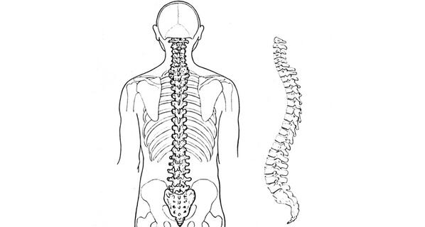 Compared with the backbone of Neandertals, the human spine may have a bit more curve in it ow.ly/w29pC